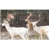 Image 1 : 2 Day Fallow Buck Hunt for 1 Hunter and 1 Non-Hunter
