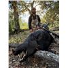Image 1 : 1 Day Gator and Trophy Hog Hunt for 1 Hunter