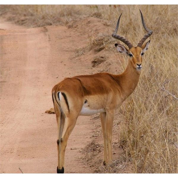 7 Day All-Inclusive Africa Plains Game Hunt for 2 Hunters