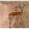 Image 1 : 7 Day All-Inclusive Africa Plains Game Hunt for 2 Hunters