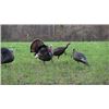 Image 2 : 3 Day Maryland Turkey Hunt for 2 Hunters