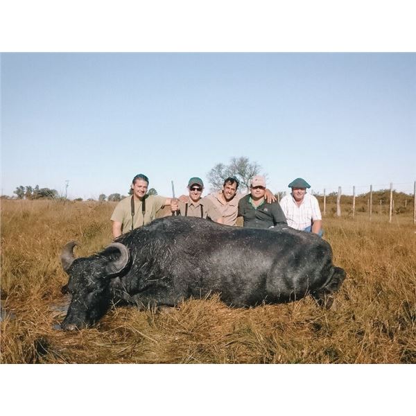4 Day Argentina Water Buffalo Hunt for 1 Hunter