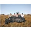 Image 1 : 4 Day Argentina Water Buffalo Hunt for 1 Hunter