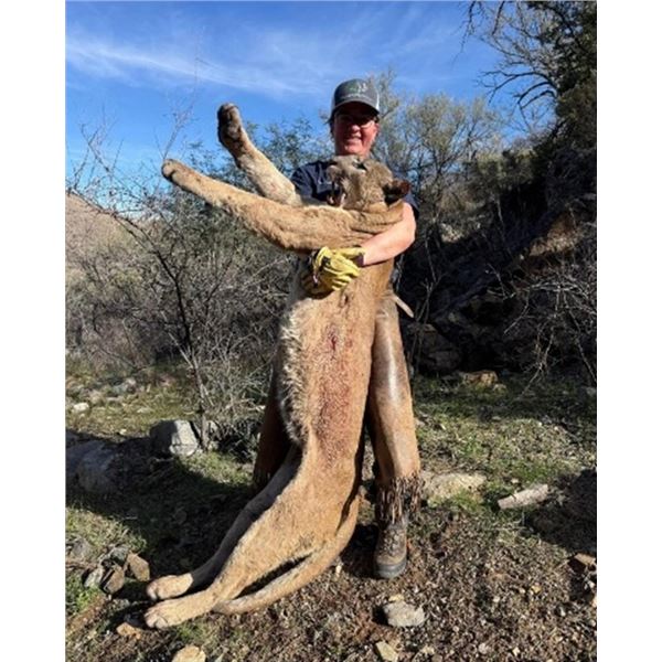 Diamond Outfitters – 5 Day Trophy Mountain Lion hunt with hounds