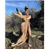 Image 1 : Diamond Outfitters – 5 Day Trophy Mountain Lion hunt with hounds