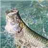 Image 1 : Framed Print – Jumping Tarpon