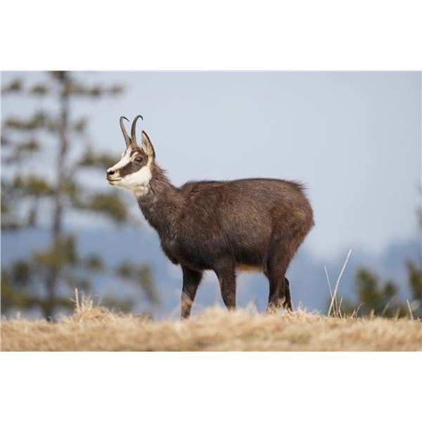 European Hunting Adventures