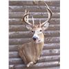Image 1 : Zander Taxidermy