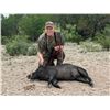Image 1 : 2-Day Hog Hunt in Texas for 2 Hunters at Trash Rack Ranch