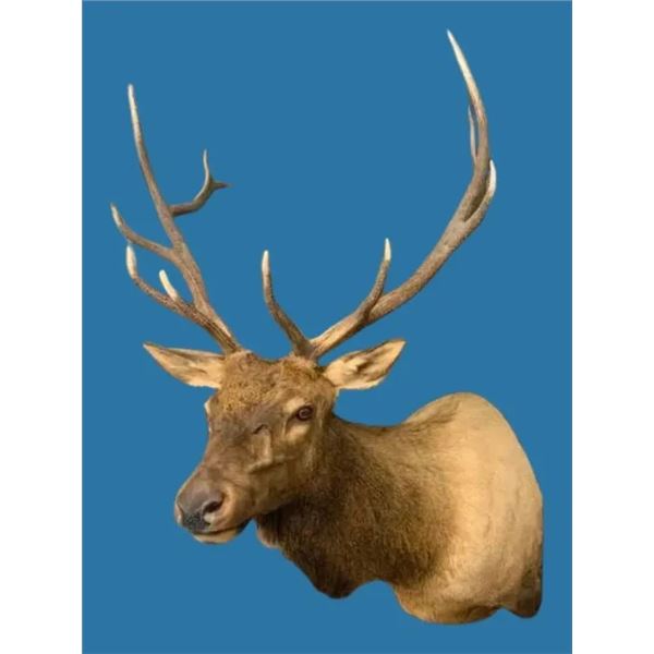 Hammer Creek Taxidermy - Pedestal Shoulder Mount