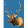 Image 1 : Hammer Creek Taxidermy - Pedestal Shoulder Mount