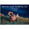 Image 2 : Hammer Creek Taxidermy - Pedestal Shoulder Mount
