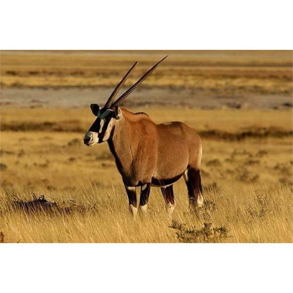 Namibia Big Game Hunt For 3 Hunters – 6 Days