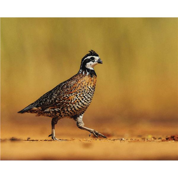 Texas Quail Hunt Package for 2 Hunters for 2 Nights