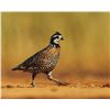 Image 1 : Texas Quail Hunt Package for 2 Hunters for 2 Nights