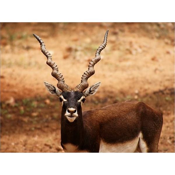 Catena Safaris Argentina Patagonia Big Game Hunt