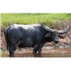 Image 1 : Australia Buffalo Hunt for 2 Hunters - Including buffalo cow and wildboar
