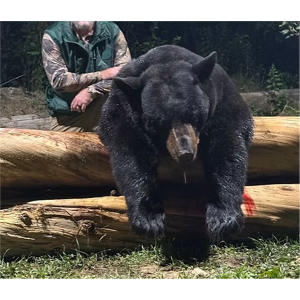 Black Bear Hunt in Maine with Grand Lake Hunt