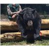 Image 1 : Black Bear Hunt in Maine with Grand Lake Hunt