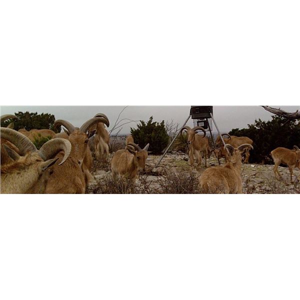 Aoudad Hunt in Texas with Trash Rack Ranch for 1 Hunter (2026 or 2027)