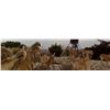 Image 1 : Aoudad Hunt in Texas with Trash Rack Ranch for 1 Hunter (2026 or 2027)