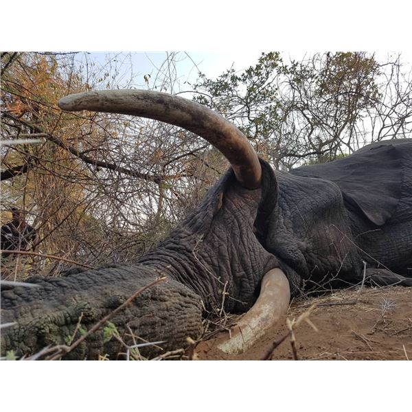 Horn and Tusk Society: 1-Year Standard Subscription