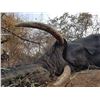 Image 1 : Horn and Tusk Society: 1-Year Standard Subscription