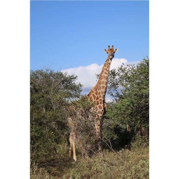 VOS & Co Safaris - 6-Day Giraffe Hunt with VOS & Co Safaris