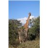 Image 1 : VOS & Co Safaris - 6-Day Giraffe Hunt with VOS & Co Safaris