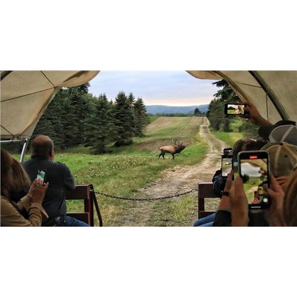 Keystone Elk Country Alliance - Elk Rut Experience