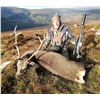 Image 2 : Ireland Free-Range Hunt for Sika Deer, Red Sika Hybrid for 1 Hunter