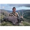 Image 3 : Ireland Free-Range Hunt for Sika Deer, Red Sika Hybrid for 1 Hunter