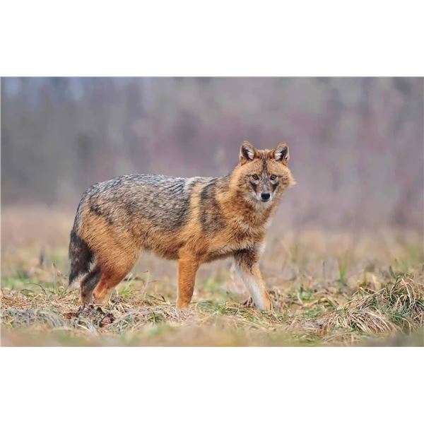 European Hunting Adventures - Exclusive Golden Jackal Hunting & Balkan Adventure Auction