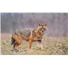 Image 1 : European Hunting Adventures - Exclusive Golden Jackal Hunting & Balkan Adventure Auction