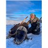 Image 1 : Spring Muskox Hunt by Canada North Outfitting