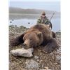 Image 2 : Alaska’s Greatland Outfitters - 10 Day Brown Bear Hunt