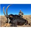 Image 1 : Shingalana Safari’s 4 Days 1 hunter Sable Hunt NW Province of South Africa