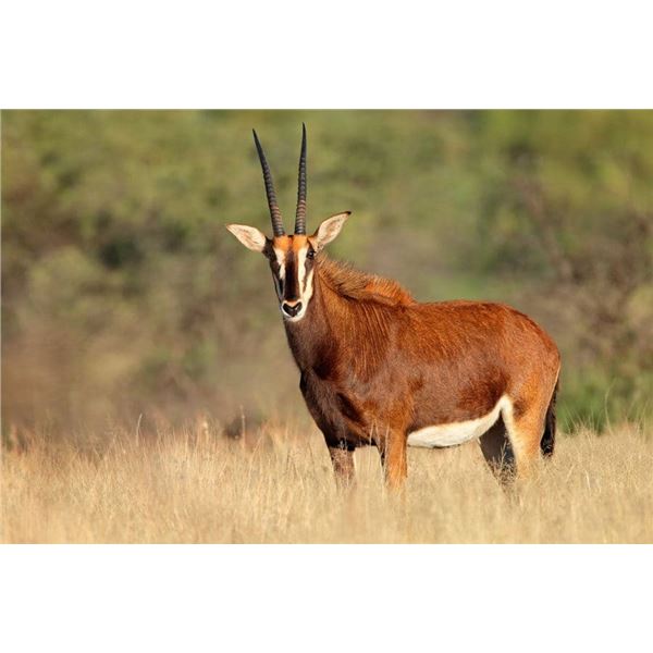 6-Day Sable Hunt Safari with VOS & Co Safaris – The Ultimate African Adventure for Hunters