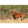 Image 1 : 6-Day Sable Hunt Safari with VOS & Co Safaris – The Ultimate African Adventure for Hunters