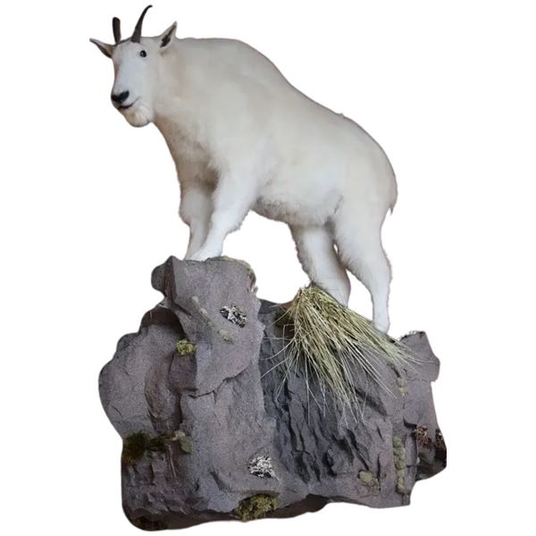 Life-size Taxidermy Mount by Hammer Creek Taxidermy