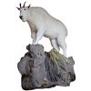 Image 1 : Life-size Taxidermy Mount by Hammer Creek Taxidermy