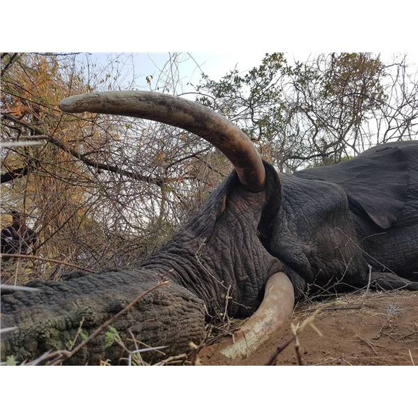 12-Day Trophy Bull Elephant Hunt – Horn & Tusk Society