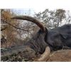 Image 1 : 12-Day Trophy Bull Elephant Hunt – Horn & Tusk Society
