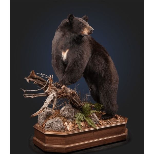 Kanati Taxidermy Lifesize Taxidermy Mount