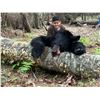 Image 1 : Youth Black Bear Hunt in Maine with Grand Lake Hunt