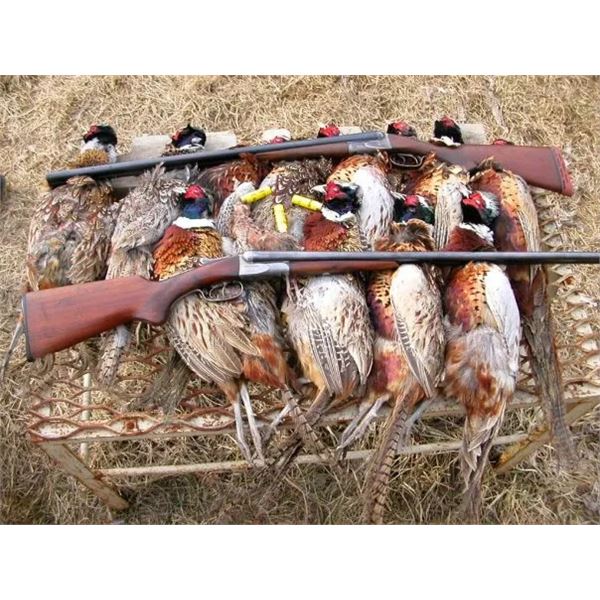 Clover Hollow Hunting Preserve - 1/2 Day Pheasant Hunt at Clover Hollow Farms for 1 to 4 people