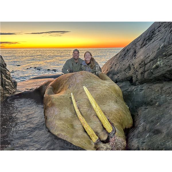 Arctic Walrus Hunt – 5-Day Adventure for One Hunter