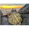 Image 1 : Arctic Walrus Hunt – 5-Day Adventure for One Hunter