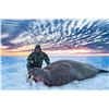 Image 2 : Arctic Walrus Hunt – 5-Day Adventure for One Hunter