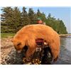 Image 4 : Alberta Black Bear hunt with McKinnon & Co.